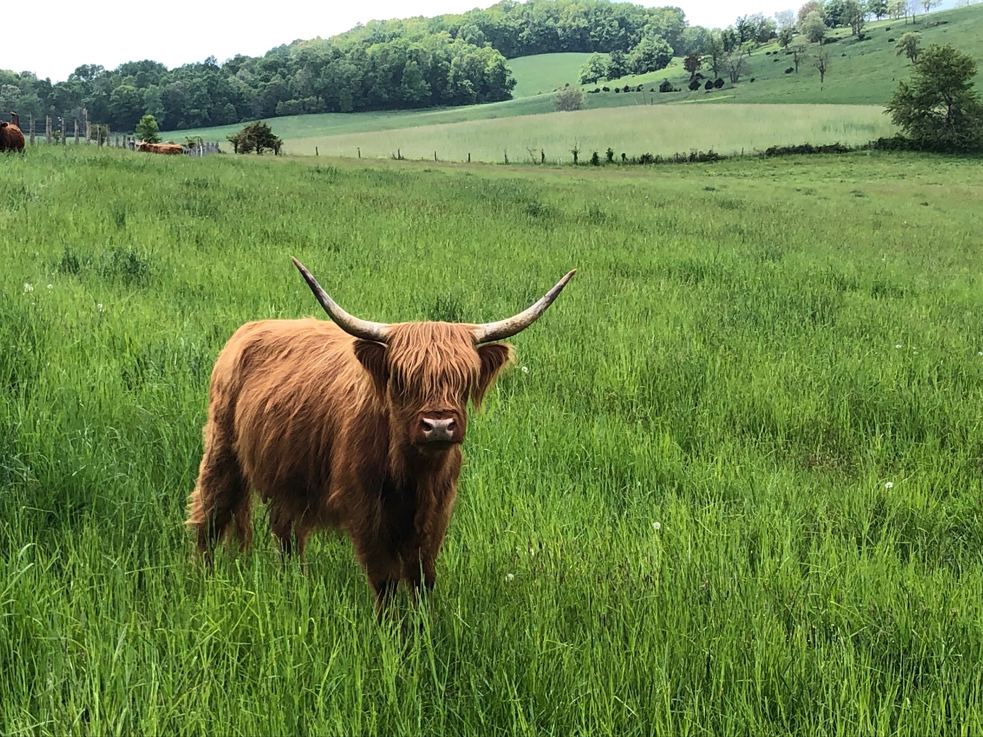 Scottish Highland Cattle