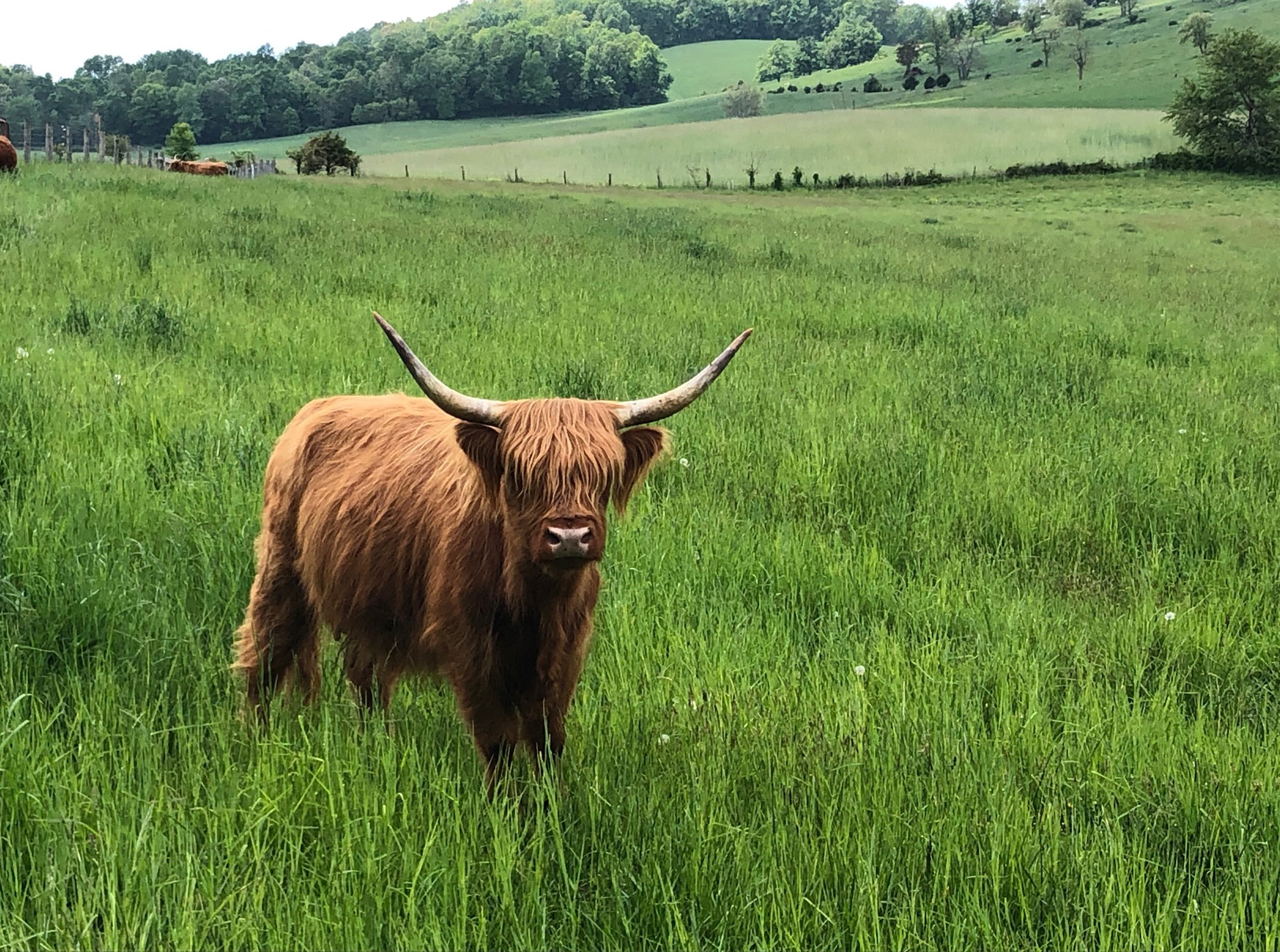 Scottish Highland Cattle