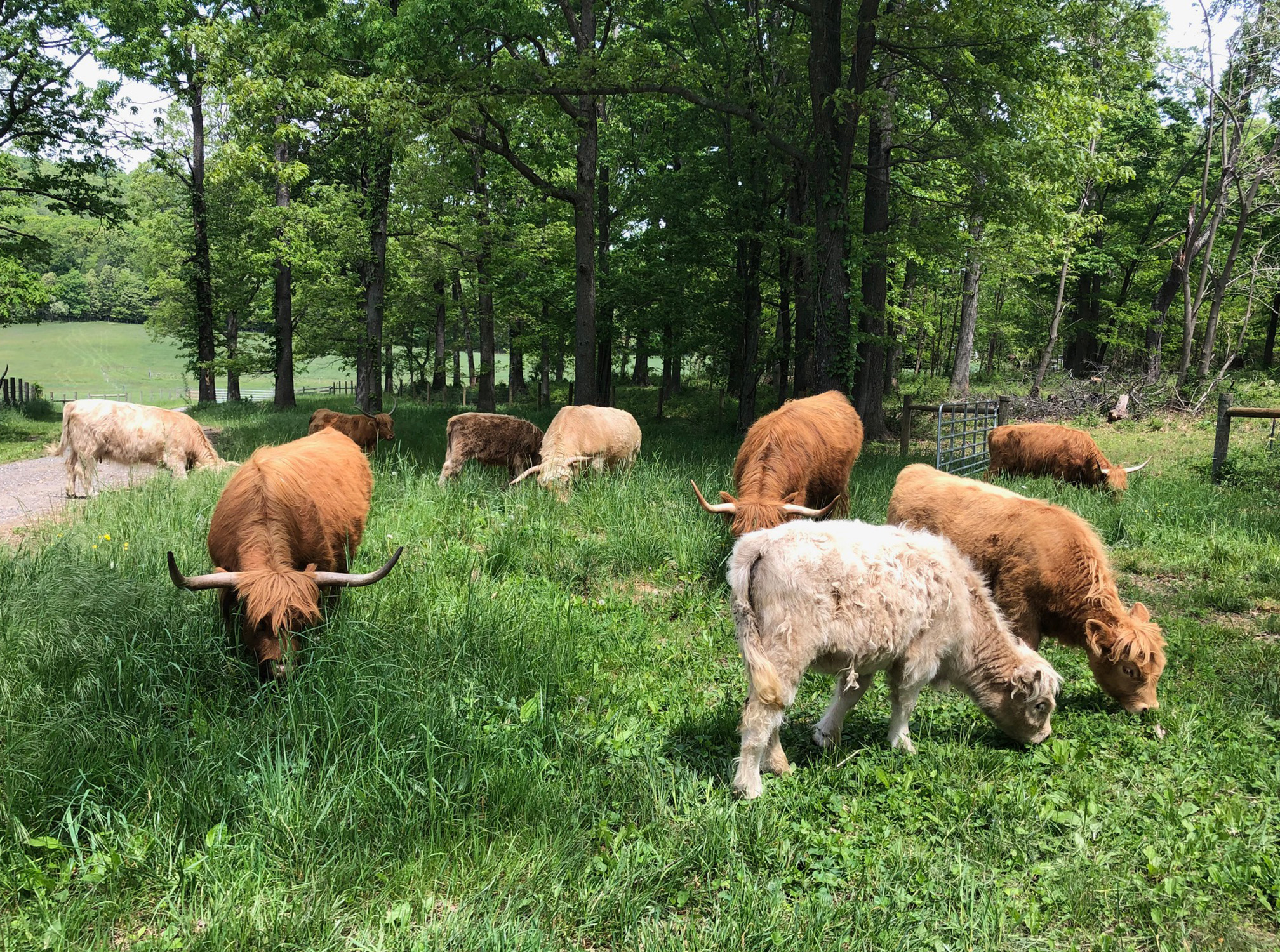 Scottish Highland Cattle