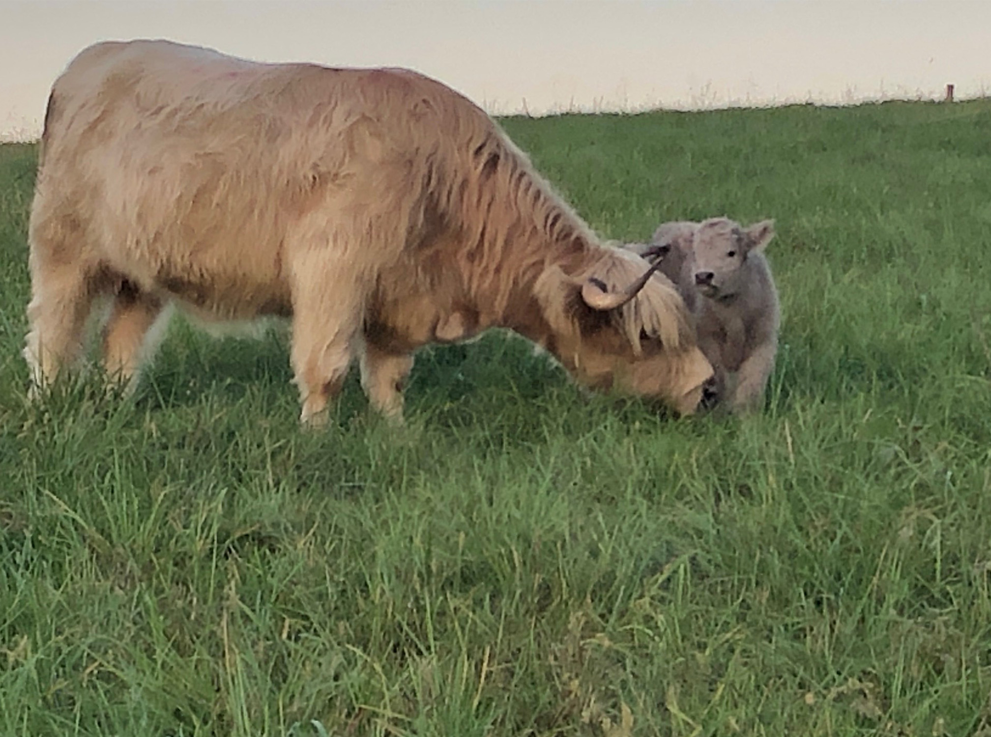 Scottish Highland Cattle