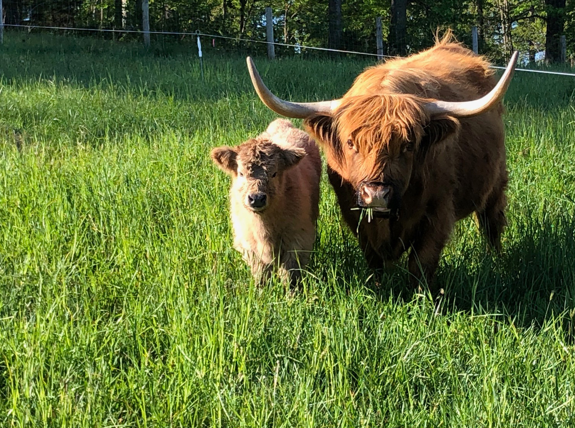 Scottish Highland Cattle