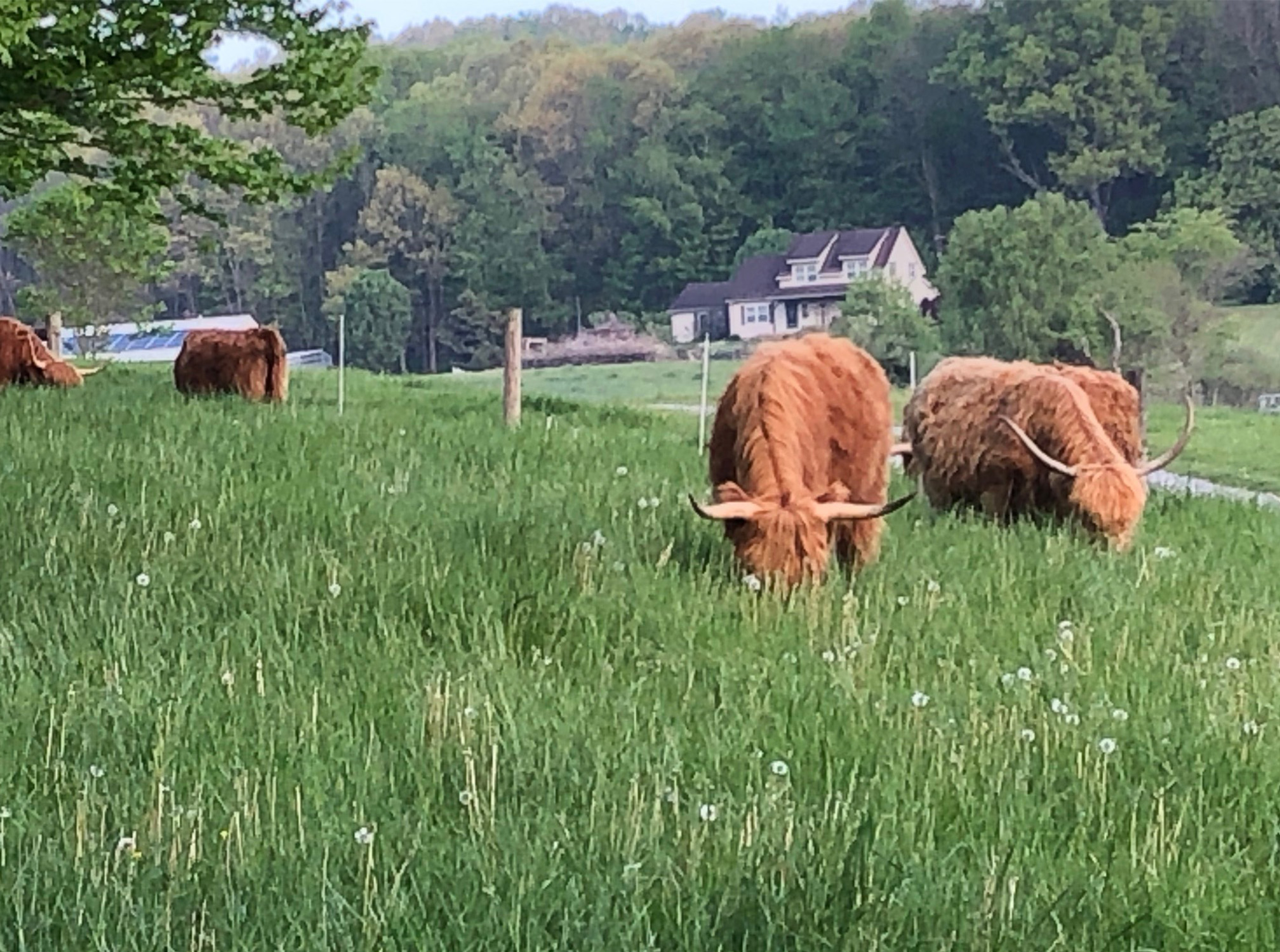 Scottish Highland Cattle
