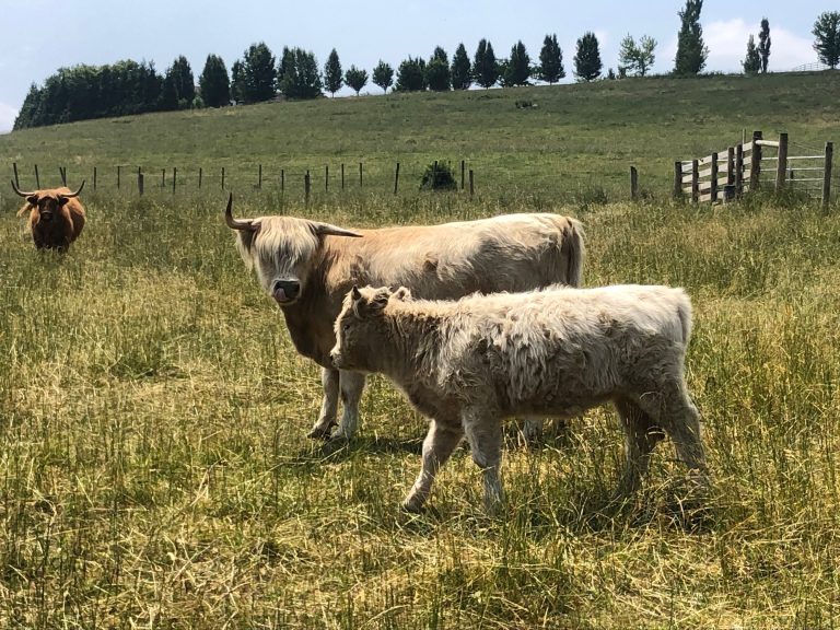 HIGHLAND CATTLE FOR SALE – Highmeadow Farms